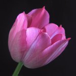 tulip closeup